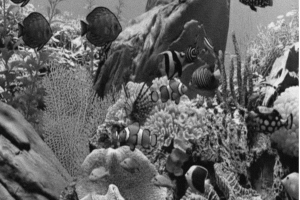 Ellecielles - Living Twice_OfficialArtwork