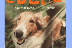La Versin Extendida de las Cosas - Collie (1)