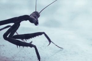 Poems For Dead People, Intertitle - There Are Spiders In My Dreams