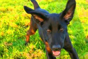 Shortout Kid - Pet Song_2500