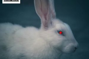 WEIGHT BELLY .3-9 - White Rabbit